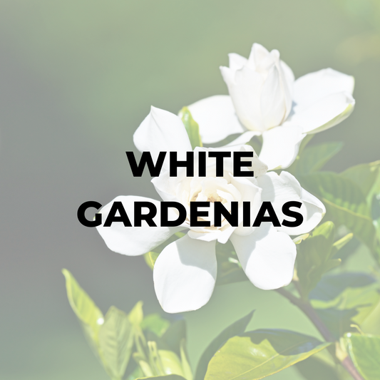 White Gardenias Candle