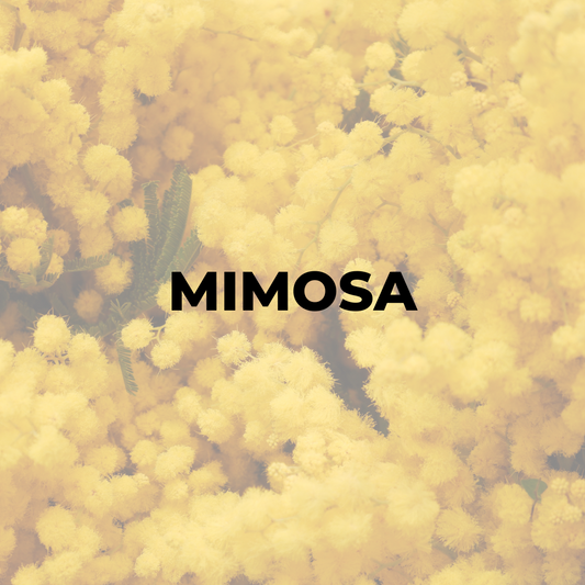 Mimosa Candle